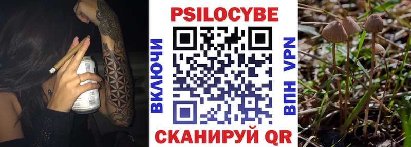 где можно купить Кашира Галлюциногенные грибы GOLDEN TEACHER